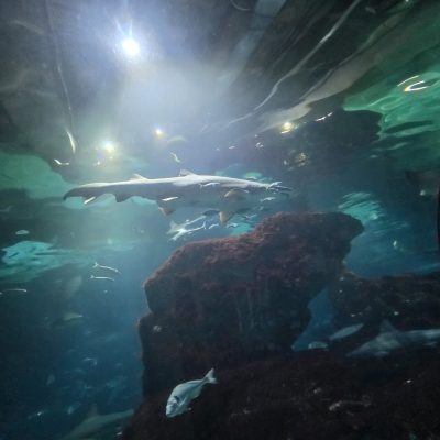 0-02-05-144ac76ec0010189ea6ea4713d64b8975e03fd1fed6ca8e734fd91af3bfc5b8a_96e8f919d853fcfe