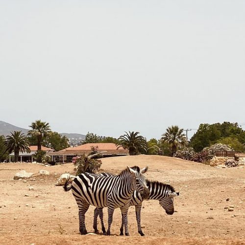 Εκδρομή Αττικό Πάρκο - 12