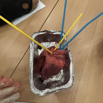 βιολογίας -1