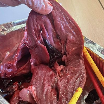 βιολογίας -4