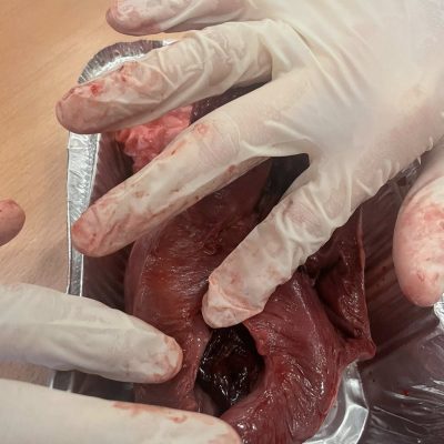 βιολογίας -5