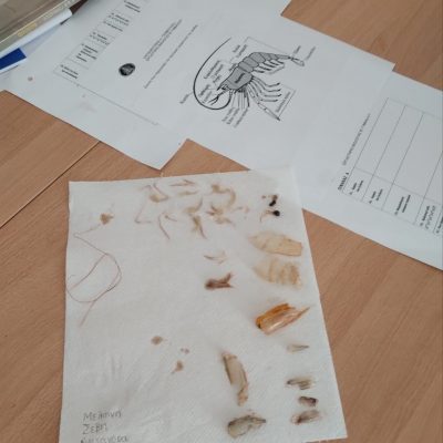 εξωσκελετού -3