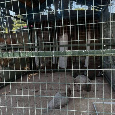κατασκήνωση «Αναγέννηση-15