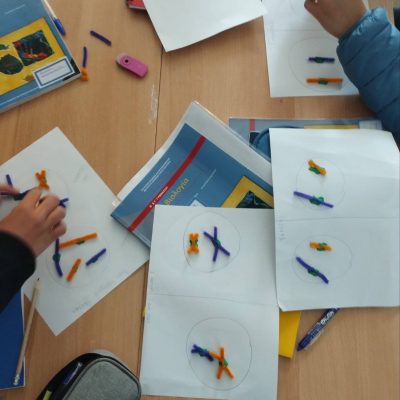 κυτταρικής διαίρεση 2
